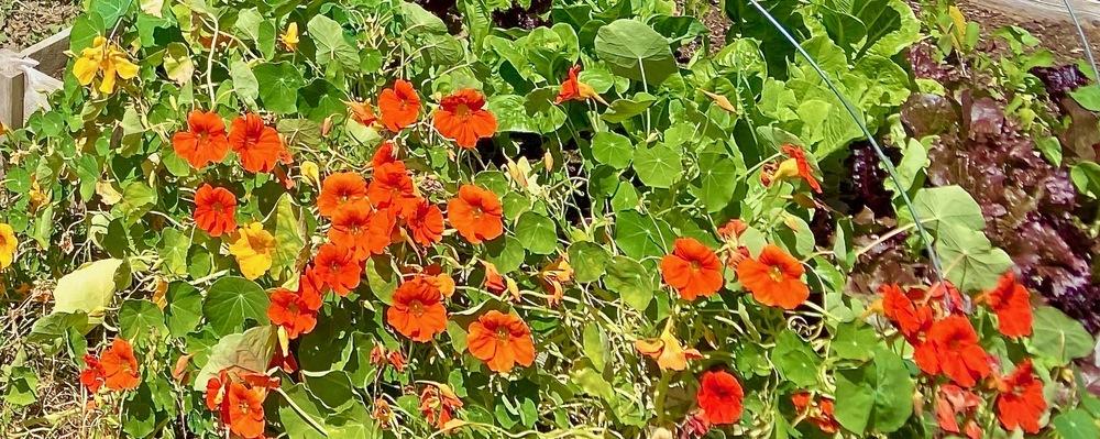 Photo of Garden Nasturtium (Tropaeolum majus 'Jewel Mix') uploaded by JessabelleJLH