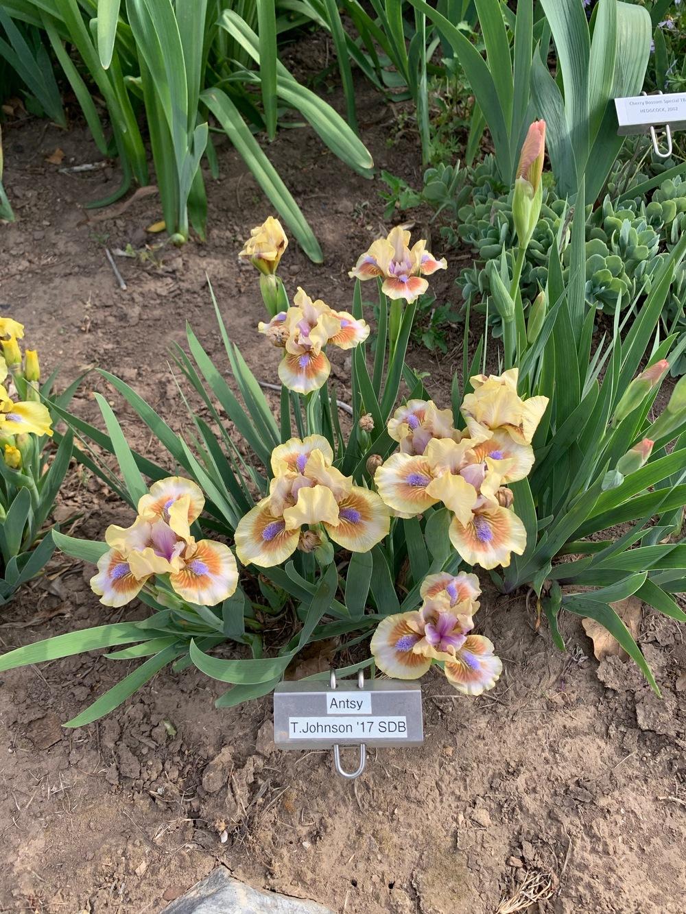 Photo of Standard Dwarf Bearded Iris (Iris 'Antsy') uploaded by Winklemanmr