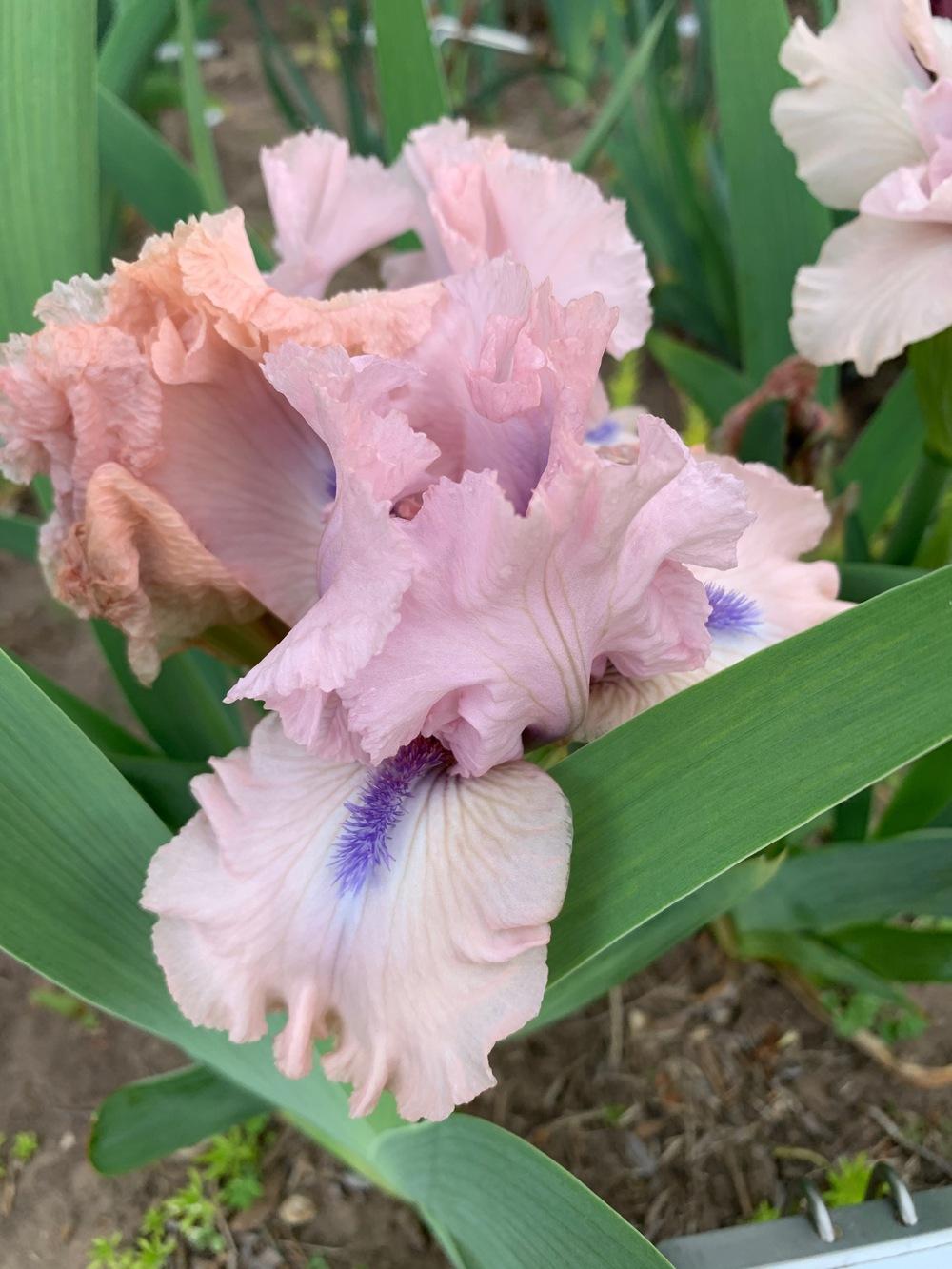 Photo of Intermediate Bearded Iris (Iris 'Aquarian') uploaded by Winklemanmr