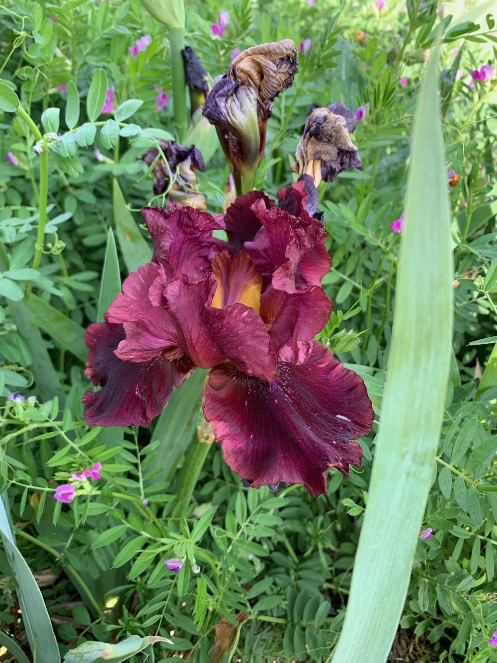 Photo of Tall Bearded Iris (Iris 'All There') uploaded by Winklemanmr