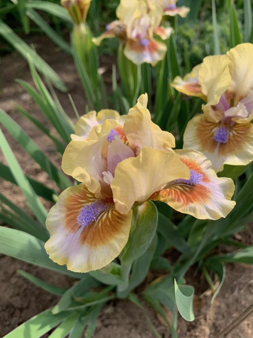 Photo of Standard Dwarf Bearded Iris (Iris 'Antsy') uploaded by Winklemanmr