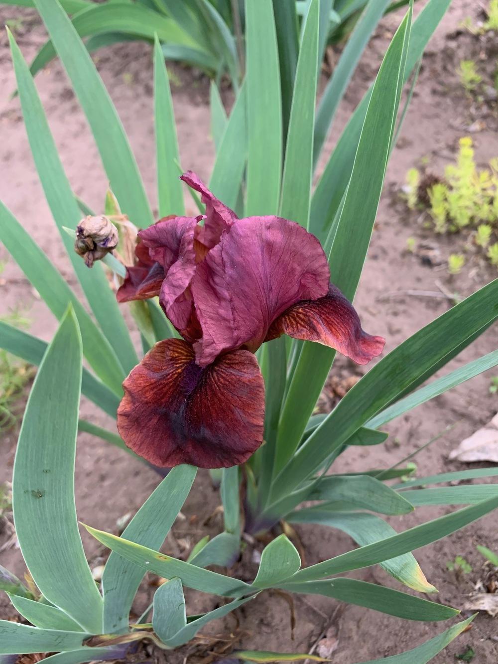 Photo of Arilbred Iris (Iris 'Black Cherry Truffle') uploaded by Winklemanmr