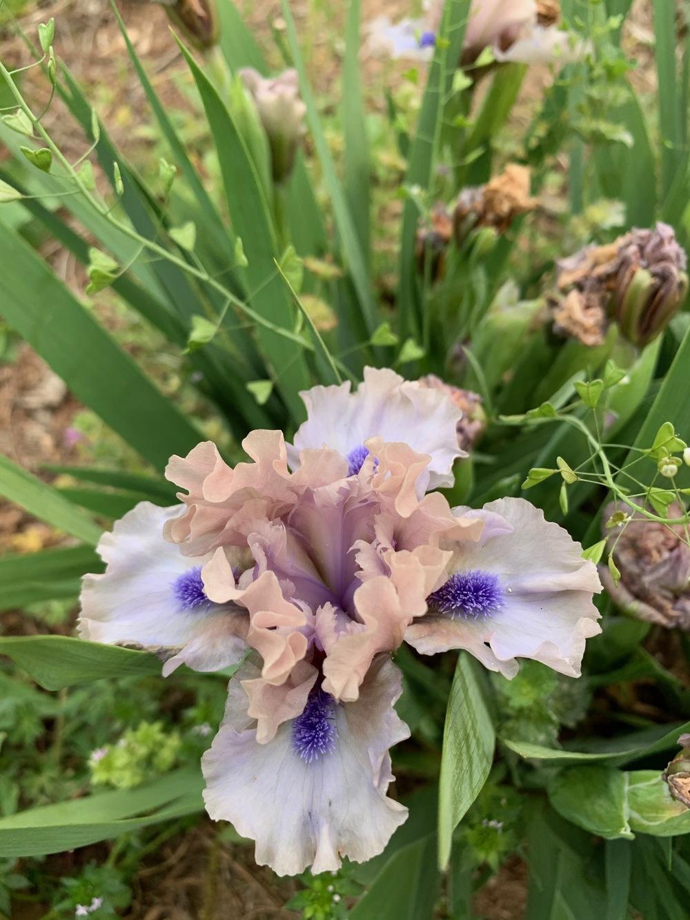 Photo of Standard Dwarf Bearded Iris (Iris 'Breathtaking') uploaded by Winklemanmr