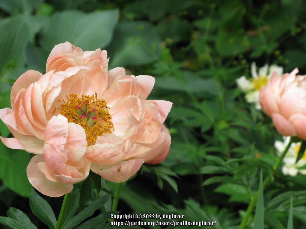 Photo of Peony (Paeonia 'Coral Sunset') uploaded by doglover