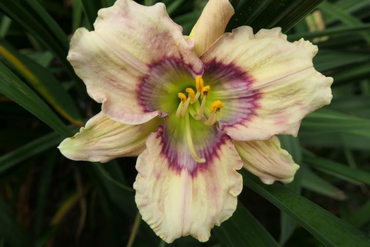 Photo of Daylily (Hemerocallis 'Westbourne Missing Sweet Pea Baby') uploaded by Caruso
