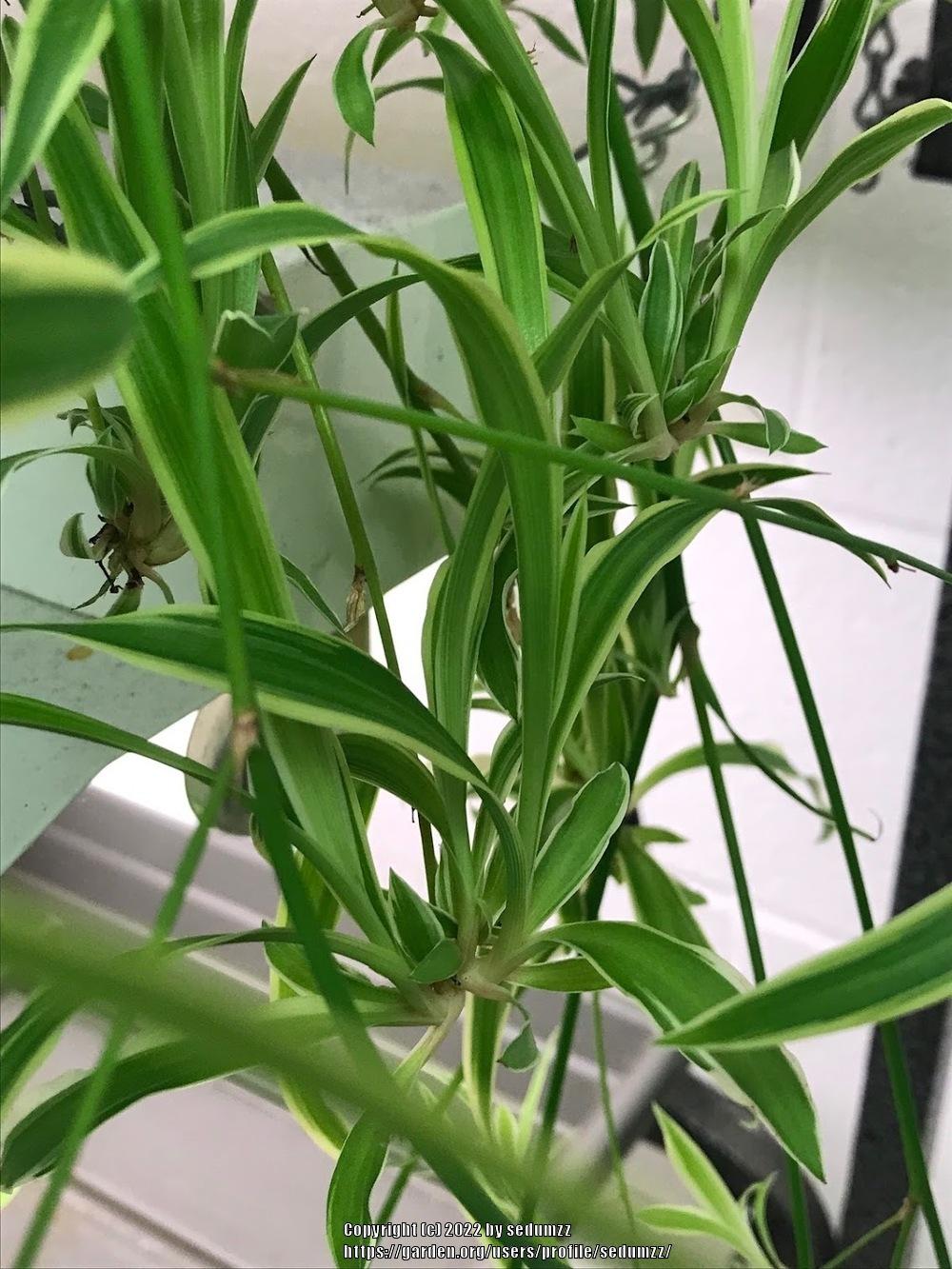 Photo of Variegated Spider Plant (Chlorophytum laxum 'Siam Lily') uploaded by sedumzz