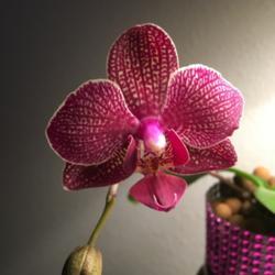 Location: Tampa, Florida
Date: 2022-02-14
Moth orchid bloom opened in time for Valentine’s Day.