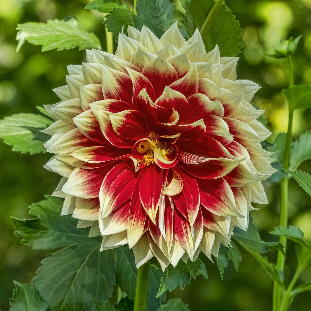 Photo of Dahlia 'Ketchup & Mustard' uploaded by arctangent