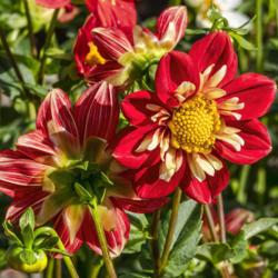 Location: Dahlia Hill, Midland, Michigan
Date: September 26, 2019
The three part nature of many dahlia petals is emphasized here by