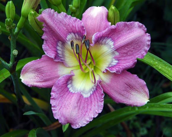 Photo of Daylily (Hemerocallis 'There's a Place') uploaded by shive1