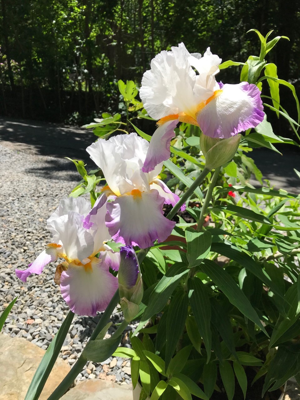 Photo of Tall Bearded Iris (Iris 'Starting Fresh') uploaded by Jpari