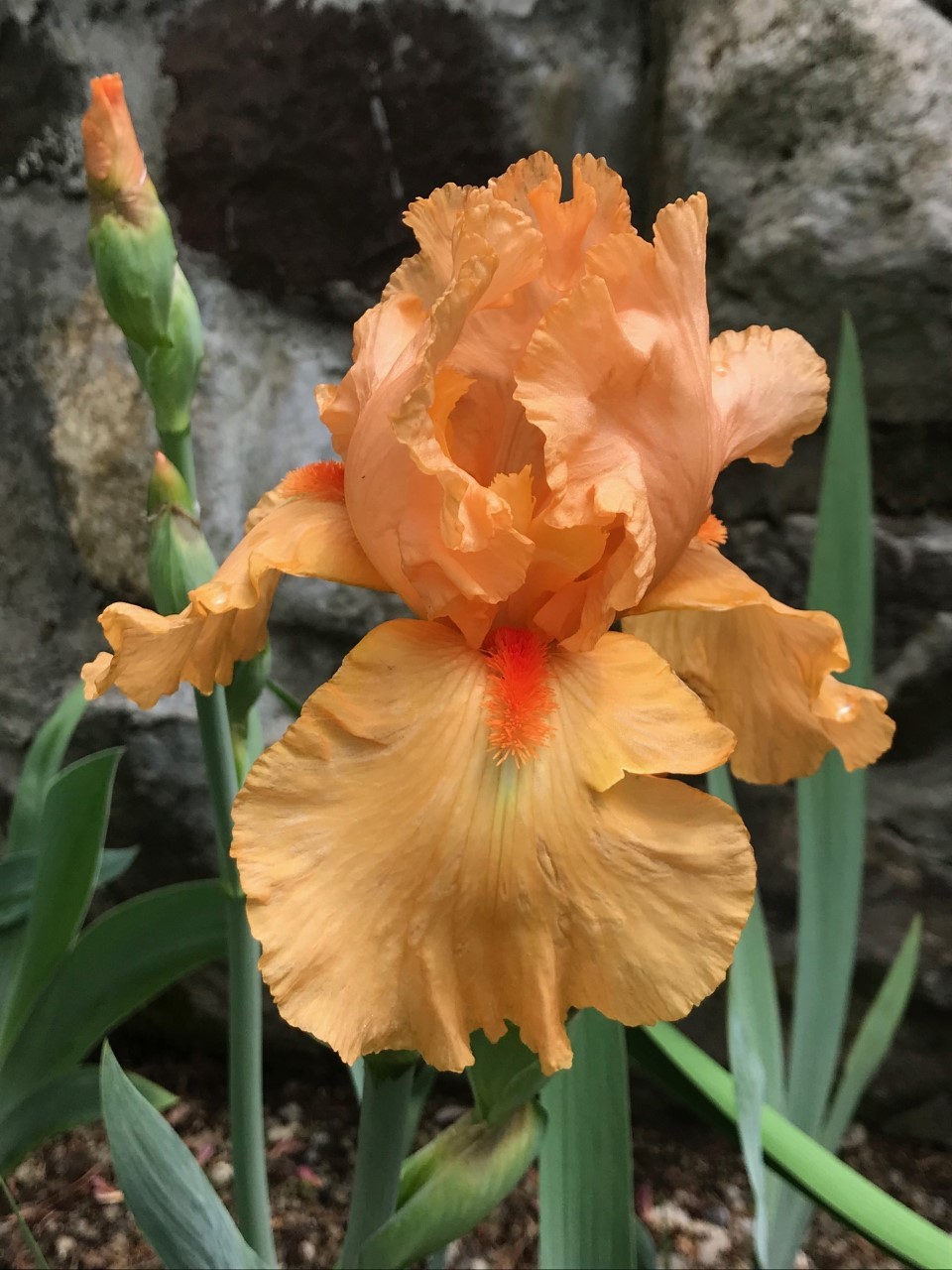 Photo of Tall Bearded Iris (Iris 'Orange Harvest') uploaded by Jpari