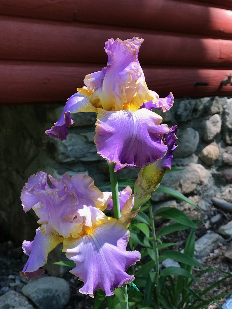 Photo of Tall Bearded Iris (Iris 'All About Spring') uploaded by Jpari