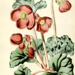 
Date: c. 1869
illustration [as B. rosæflora] from 'Flore des Serres', 1869