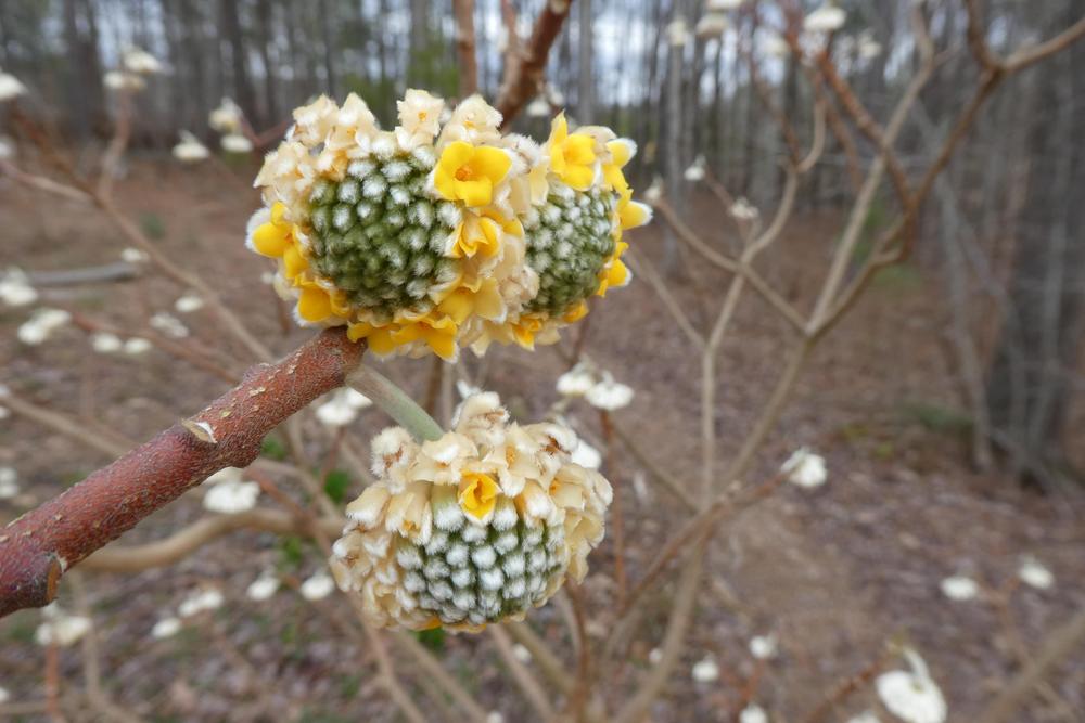 Photo of Oriental Paperbush (Edgeworthia chrysantha) uploaded by LoriMT
