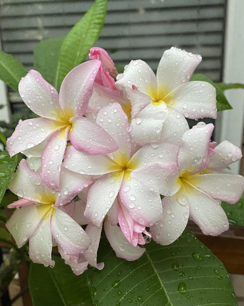 Photo of Plumeria (Plumeria rubra 'Slaughter Pink') uploaded by TeamCll