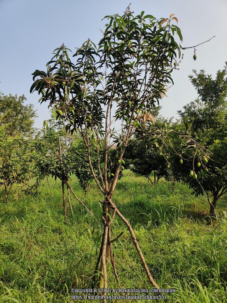 Photo of Common Mango (Mangifera indica) uploaded by chhari55