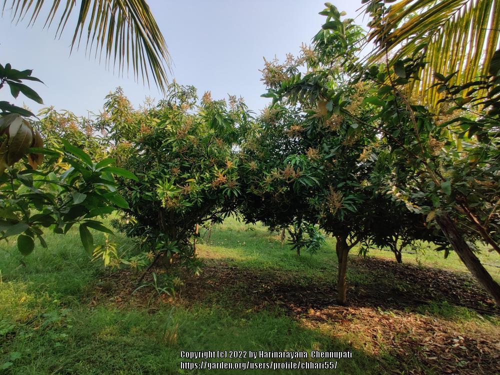 Photo of Common Mango (Mangifera indica) uploaded by chhari55