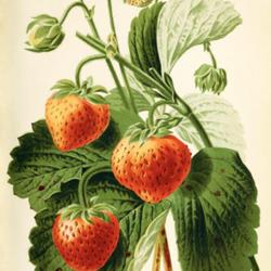 
Date: c. 1879
illustration from 'Revue Horticole', 1879