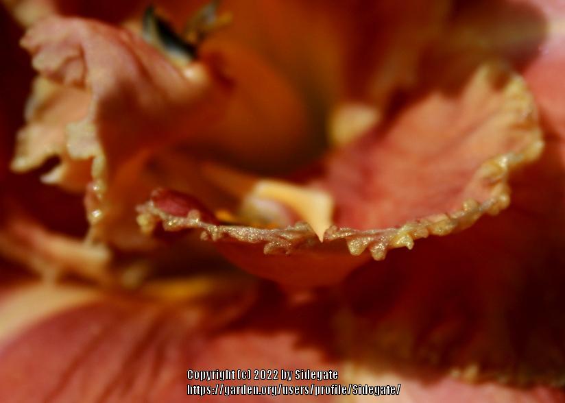 Photo of Daylily (Hemerocallis 'Venetian Fringe') uploaded by Sidegate