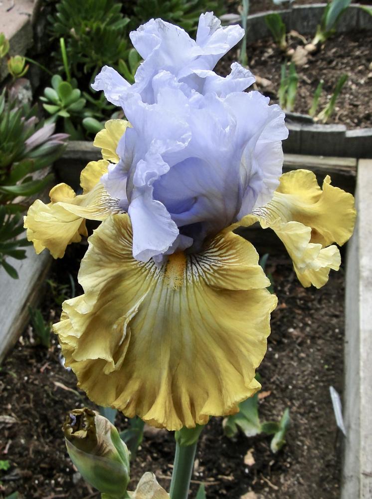 Photo of Tall Bearded Iris (Iris 'Olive Windows') uploaded by golden_goddess