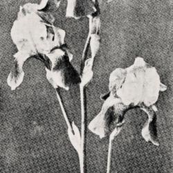 
Date: c. 1922
photo from the 1922 catalog, O. M. Pudor, Puyallup, Washington