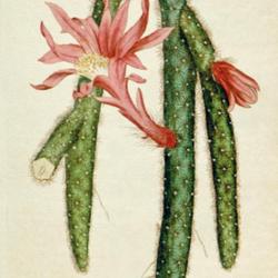 
Date: c. 1787
illustration [as Cactus flagelliformis] from 'The Botanical Magaz