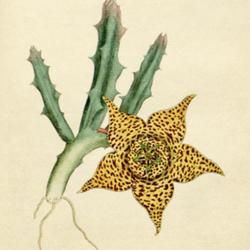 
Date: c. 1787
illustration [as Stapelia variegata] from 'The Botanical Magazine
