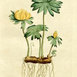 
Date: c. 1787
illustration [as Helleborus hyemalis] from 'The Botanical Magazin