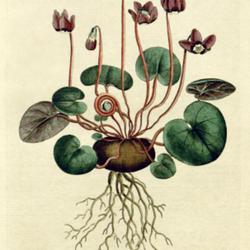 
Date: c. 1787
illustration from 'The Botanical Magazine', 1787