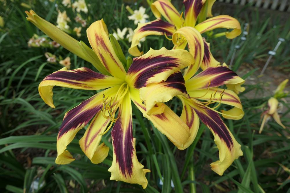 Photo of Daylily (Hemerocallis 'Aerial Display') uploaded by Caruso