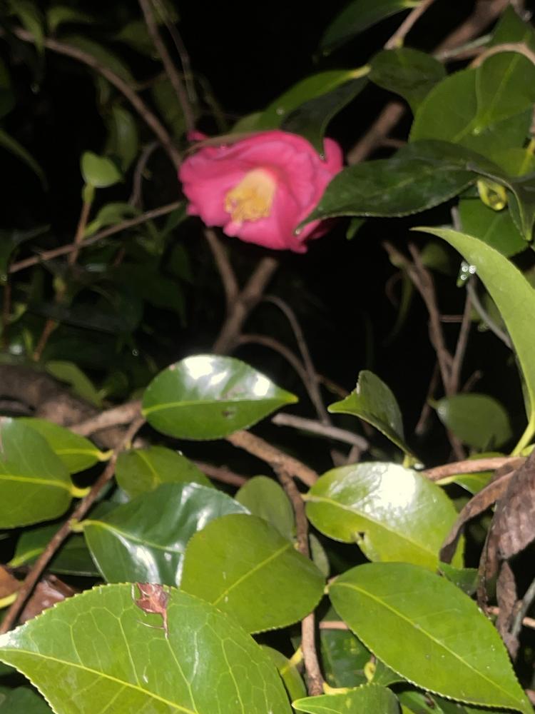 Photo of Japanese Camellia (Camellia japonica 'Akashigata') uploaded by Hotelholmangmailco