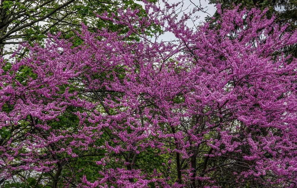 Photo of Eastern Redbud (Cercis canadensis) uploaded by Murky