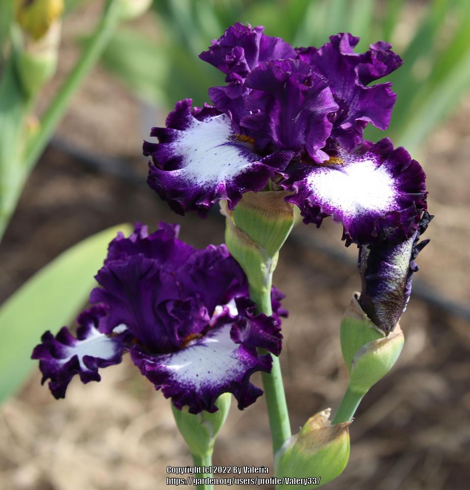 Photo of Tall Bearded Iris (Iris 'Marry the Night') uploaded by Valery33