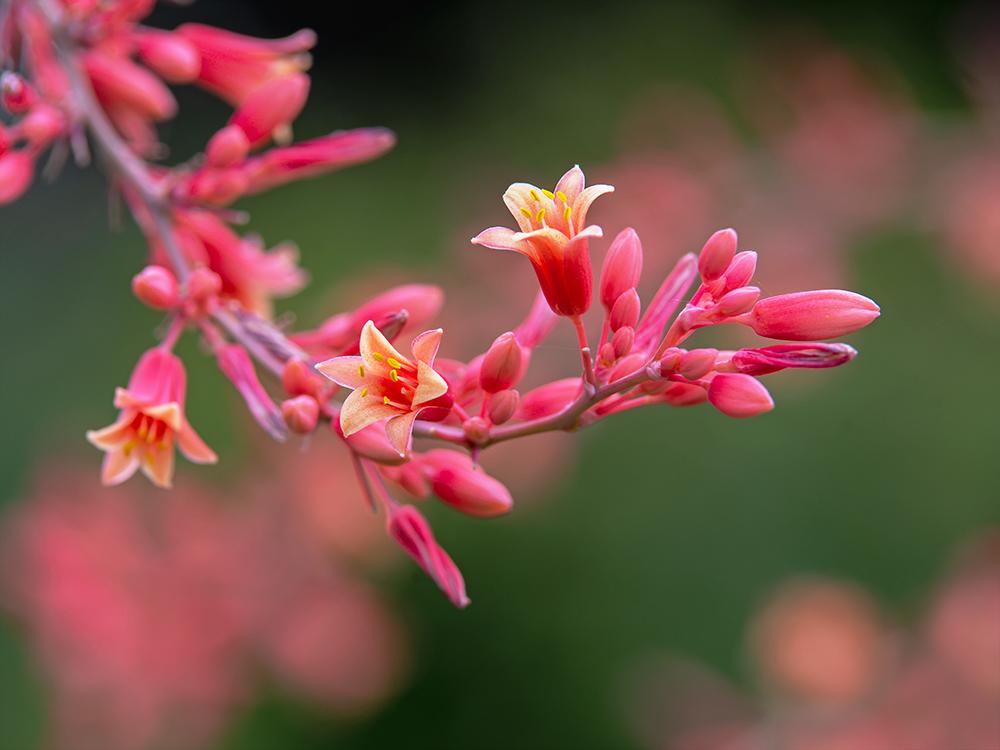 Photo of Red Yucca (Hesperaloe parviflora) uploaded by dirtdorphins