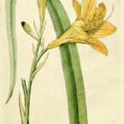 illustration [as H. flava] from 'The Botanical Magazine', 1787