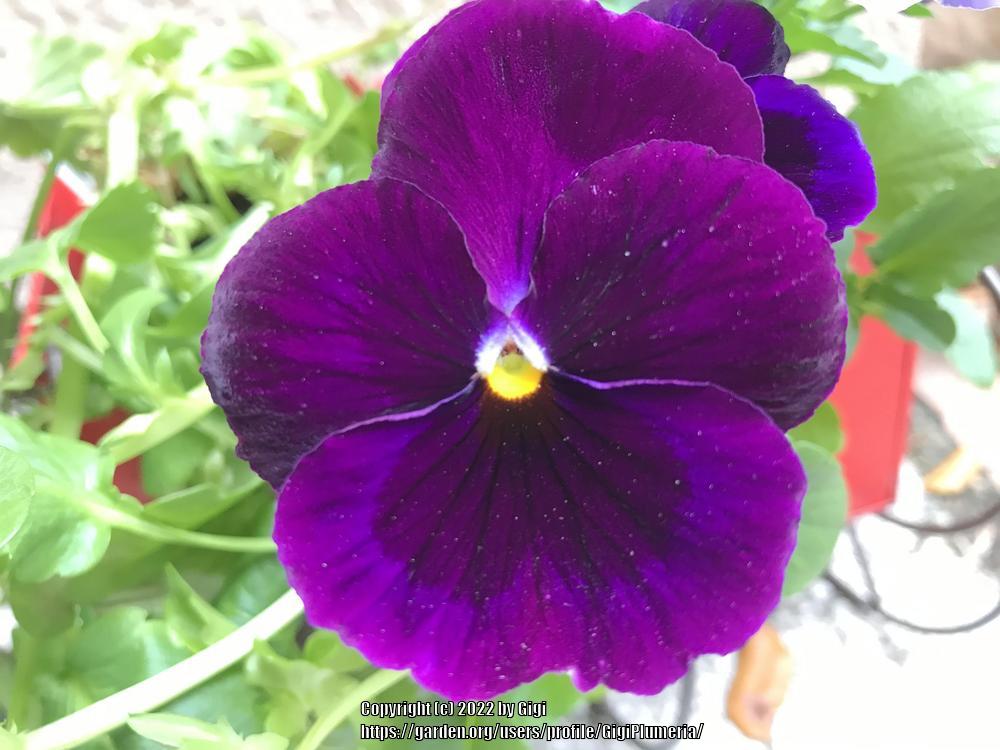 Photo of Pansy (Viola x wittrockiana) uploaded by GigiPlumeria