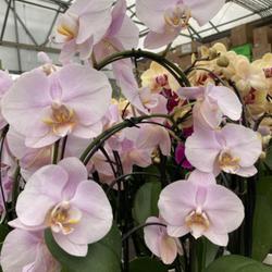 Location: Tampa, Florida
Date: 2021-12-20
Phal orchids from our local big box store.
