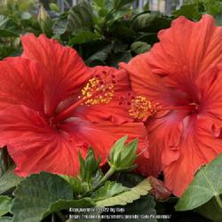 Location: Tampa, Florida
Date: 2021-12-20
Hibiscus at our big box store.
