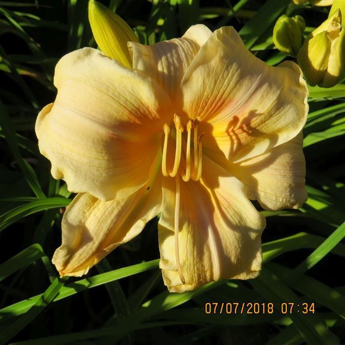 Photo of Daylily (Hemerocallis 'Ottis Leonard') uploaded by Joy
