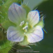 Fairy dust! Ivy-leafed speedwell #94; RAB p. 950, 166-20-4; LHB p