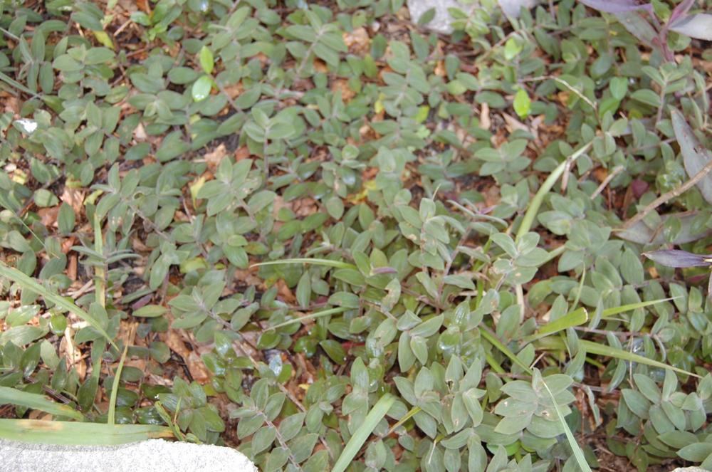 Photo of Speedy Jenny (Tradescantia chrysophylla 'Baby Bunny Bellies') uploaded by purpleinopp