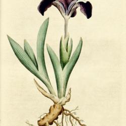 
Date: c. 1787
illustration from 'The Botanical Magazine', 1787