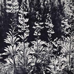 
Date: c. 1949
photo by McFarland from the Brooklyn Botanic Garden's 'Plants and