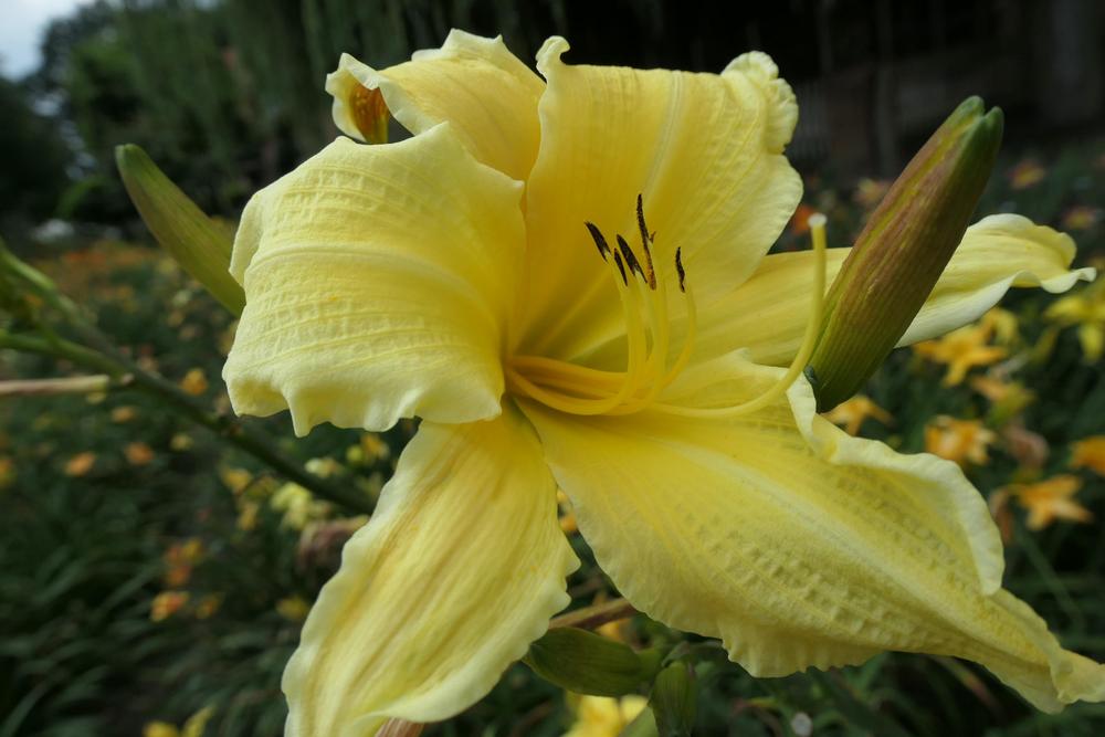 Photo of Daylily (Hemerocallis 'Blast from the Past') uploaded by Caruso
