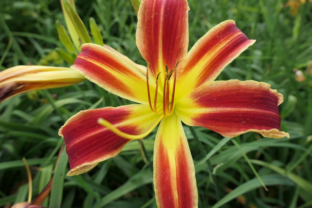 Photo of Daylily (Hemerocallis 'A Little Fire, Scarecrow') uploaded by Caruso