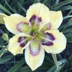 Location: Murtaugh, ID
Photo is courtesy of Bx Butte Daylilies who owns rights hereto
