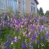 Rocket Larkspur (mixed colors). Sow seeds in Fall 2020