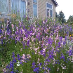Location: Highlands Ranch, CO 
Date: July 17, 2021
Rocket Larkspur (mixed colors). Sow seeds in Fall 2020