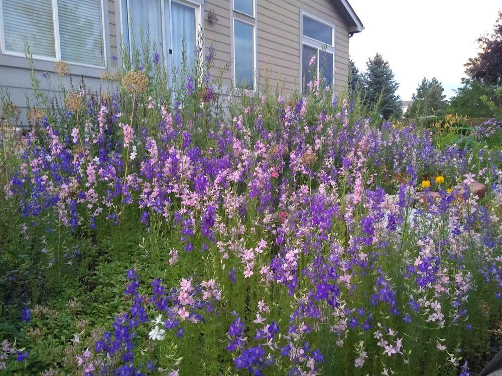 Photo of Rocket Larkspur (Consolida ajacis 'Giant Imperial Mix') uploaded by marj_74